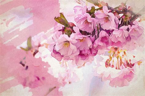 The Transcendent Power of Cherry Blossoms in Sequential Art